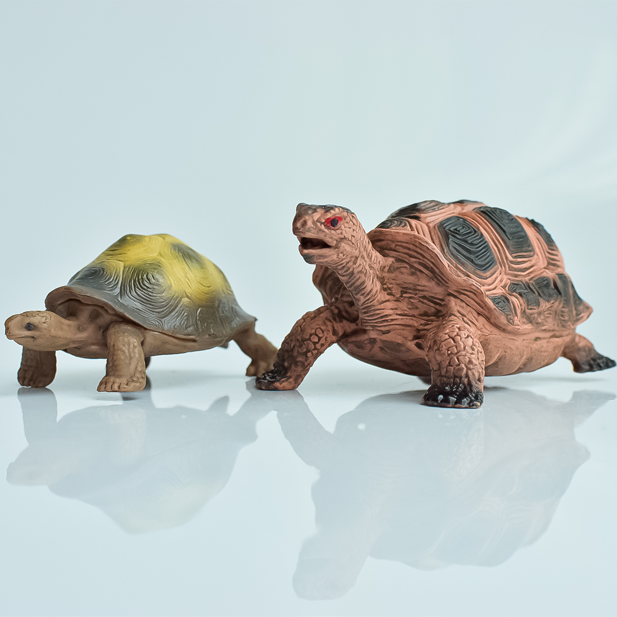 Aquarium Fish Saltwater - Painted Realistic Animal Turtle | Aquatic
