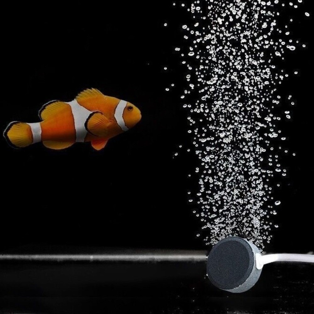 Aquarium Supplies Mini Fish Ta - Aquarium Fish And Supplies ulasan dan harga