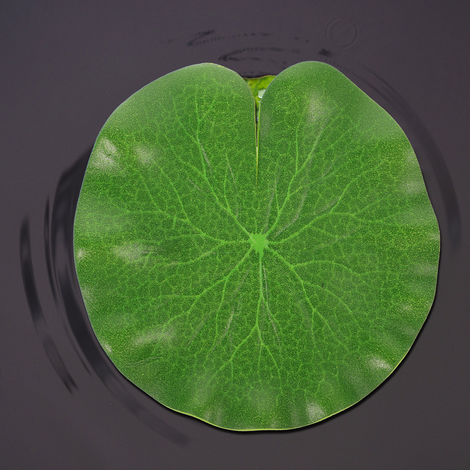 6Pcs Green PU Simulation Lotus - Aquarium Fish Home ulasan dan harga